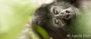 Uganda gorilla resa